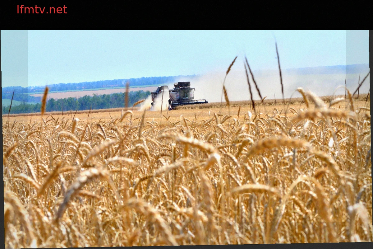 Corn and Wheat Prices Jump to Highest Levels in Over Three Years